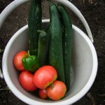 畑から収穫した胡瓜とトマトとピーマン