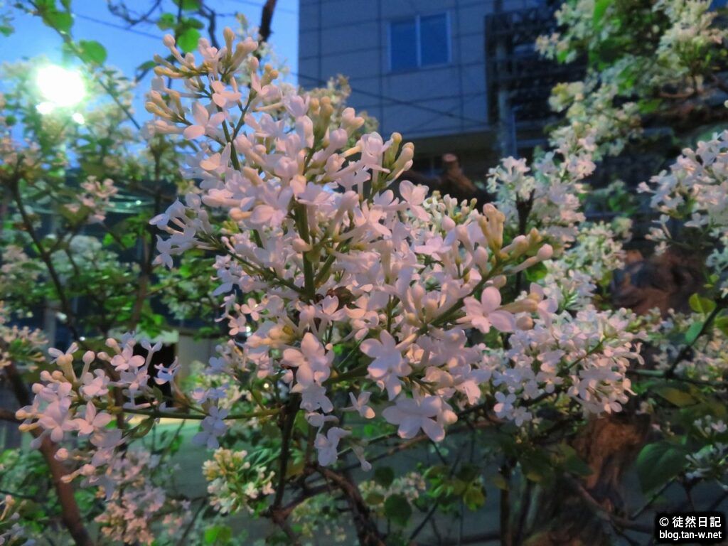 電車事業所前のライラック（白）