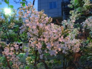 電車事業所前のライラック（白）